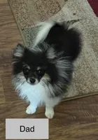 Chanel, a female Pomeranian for sale in Liberty, MO – Photo 6 of 7