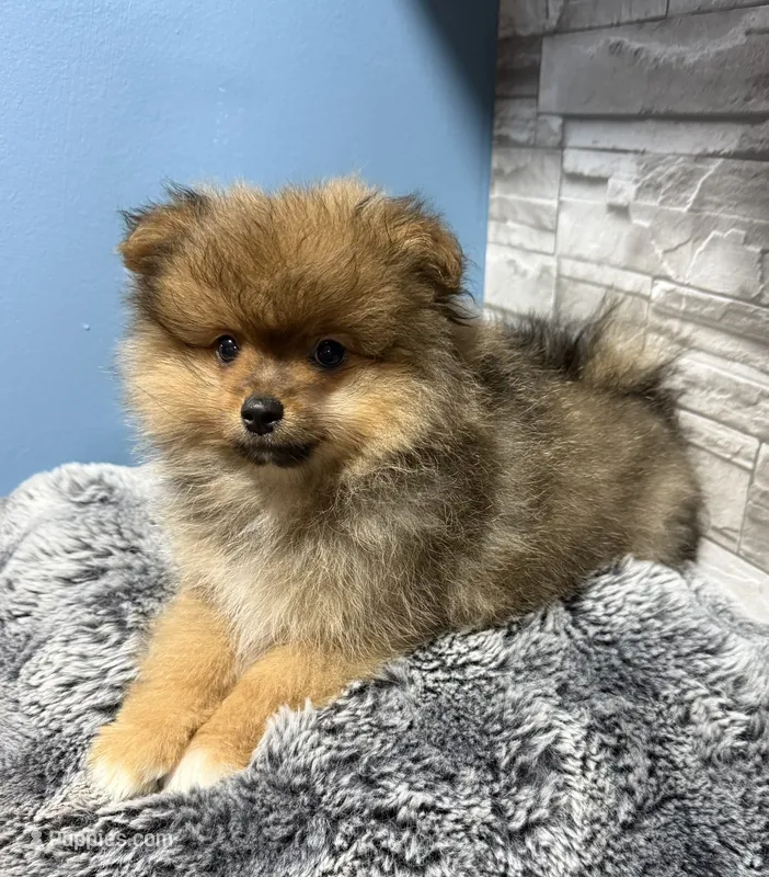 River – Pomeranian puppy for sale in Liberty, MO