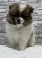Jasmine, a female Pomeranian for sale in Liberty, MO – 9 of 10