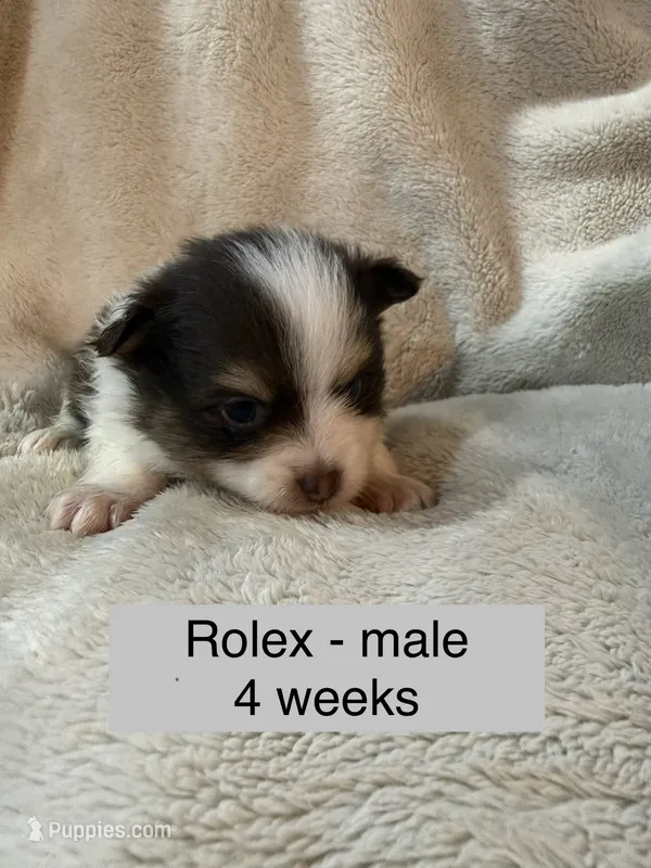 Rolex – Pomeranian puppy for sale in Liberty, MO