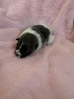 Sofia, a female Pomeranian for sale in Liberty, MO – Photo 2 of 3