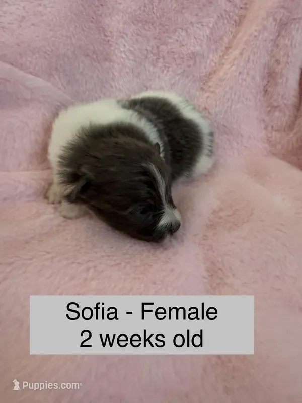 Sofia – Pomeranian puppy for sale in Liberty, MO