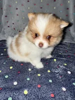 Sparrow, a male Pomeranian for sale in Liberty, MO – 6 of 6