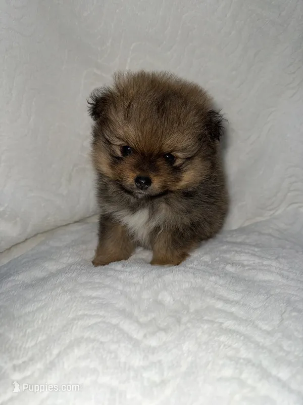 River – Pomeranian puppy for sale in Liberty, MO