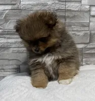 River, a male Pomeranian for sale in Liberty, MO – 2 of 4