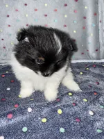 Hawk, a male Pomeranian for sale in Liberty, MO – 4 of 4