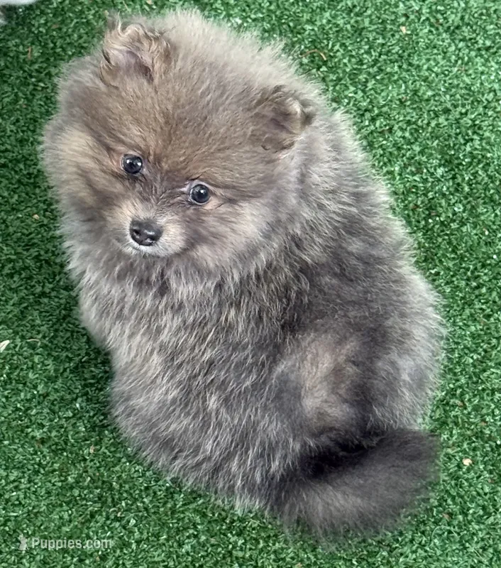 Ice – Pomeranian puppy for sale in Liberty, MO