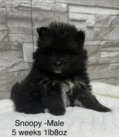 Snoopy, a male Pomeranian for sale in Liberty, MO – 5 of 6