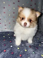 Sparrow, a male Pomeranian for sale in Liberty, MO – 5 of 6