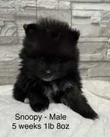 Snoopy, a male Pomeranian for sale in Liberty, MO – 6 of 6