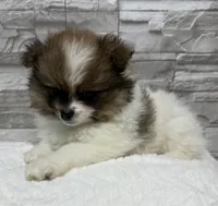 Jasmine, a female Pomeranian for sale in Liberty, MO – 10 of 10