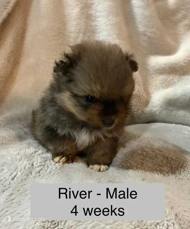 River – Pomeranian puppy for sale in Liberty, MO