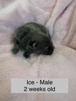 Ice, a male Pomeranian for sale in Liberty, MO – Photo 2 of 3