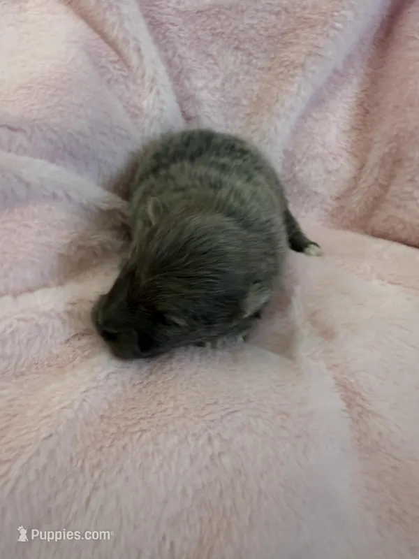 Ice – Pomeranian puppy for sale in Liberty, MO