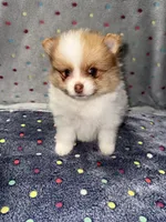 Sparrow, a male Pomeranian for sale in Liberty, MO – 4 of 6