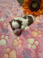 LadyBug, a female Pomeranian for sale in Liberty, MO – 2 of 8