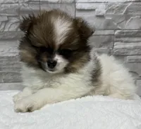 Jasmine, a female Pomeranian for sale in Liberty, MO – 5 of 10