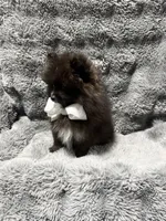 Onyx, a male Pomeranian for sale in Liberty, MO – 6 of 10