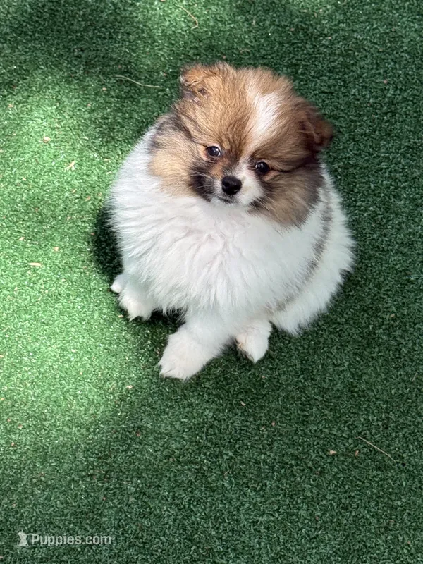Jasmine – Pomeranian puppy for sale in Liberty, MO