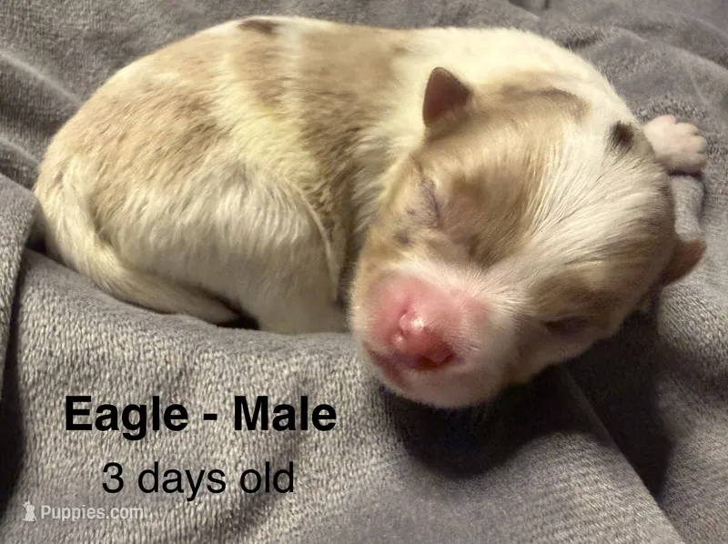 Eagle – Pomeranian puppy for sale in Liberty, MO