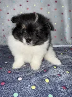 Hawk, a male Pomeranian for sale in Liberty, MO – 3 of 4