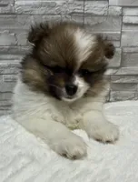 Jasmine, a female Pomeranian for sale in Liberty, MO – 4 of 10