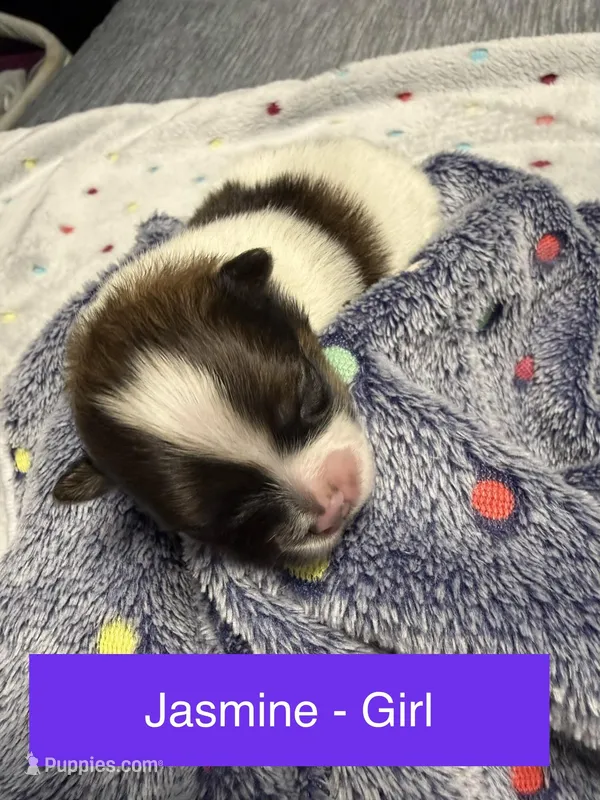 Jasmine – Pomeranian puppy for sale in Liberty, MO