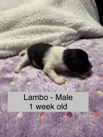 Lambo, a male Pomeranian for sale in Liberty, MO – Photo 2 of 7