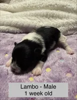 Lambo, a male Pomeranian for sale in Liberty, MO – Photo 4 of 7