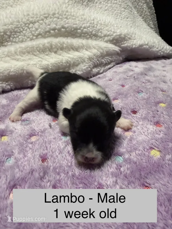 Lambo – Pomeranian puppy for sale in Liberty, MO