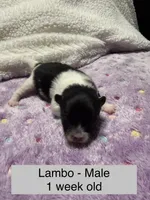Lambo, a male Pomeranian for sale in Liberty, MO – Photo 1 of 7