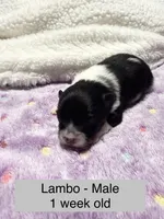 Lambo, a male Pomeranian for sale in Liberty, MO – Photo 3 of 7