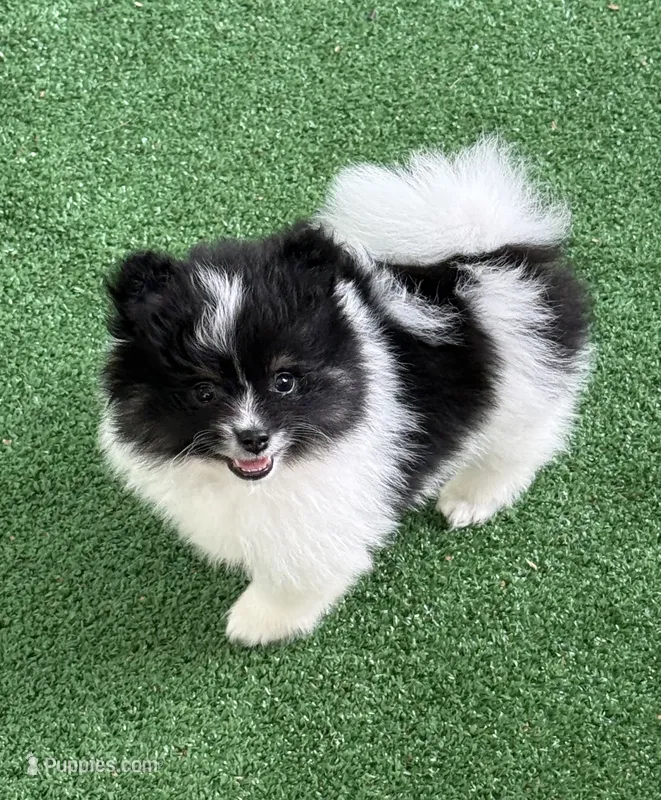Lambo – Pomeranian puppy for sale in Liberty, MO