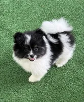 Lambo, a male Pomeranian for sale in Liberty, MO – 1 of 1