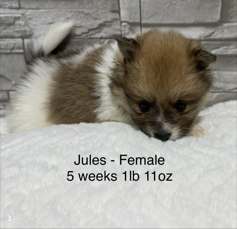 Jules – Pomeranian puppy for sale in Liberty, MO