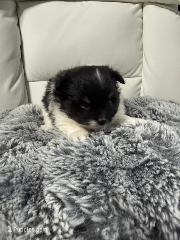 Hawk – Pomeranian puppy for sale in Liberty, MO