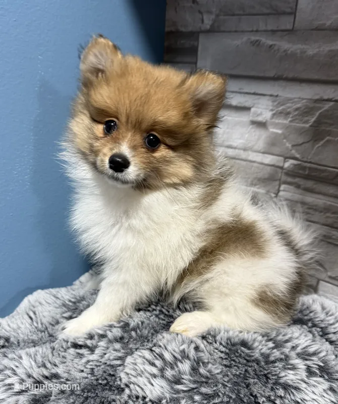 Jules – Pomeranian puppy for sale in Liberty, MO