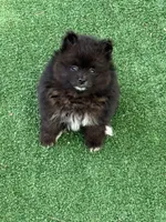 Snoopy, a male Pomeranian for sale in Liberty, MO – 2 of 6