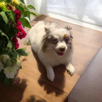 River, a male Pomeranian for sale in Liberty, MO – Photo 3 of 6