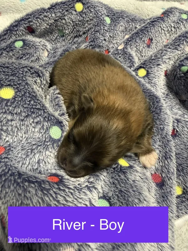 River – Pomeranian puppy for sale in Liberty, MO