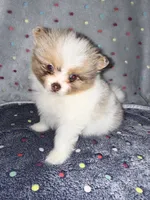 Eagle, a male Pomeranian for sale in Liberty, MO – 2 of 4