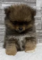 River, a male Pomeranian for sale in Liberty, MO – 4 of 4