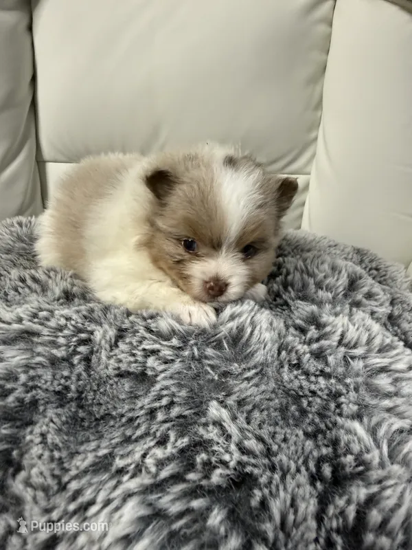 Eagle – Pomeranian puppy for sale in Liberty, MO