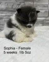 Sophia, a female Pomeranian for sale in Liberty, MO – 2 of 4