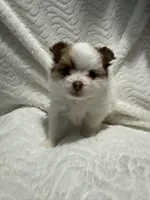 Prada, a female Pomeranian for sale in Liberty, MO – 3 of 10