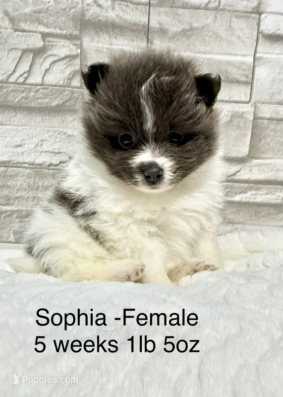 Sophia – Pomeranian puppy for sale in Liberty, MO