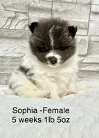 Sophia, a female Pomeranian for sale in Liberty, MO – 1 of 4