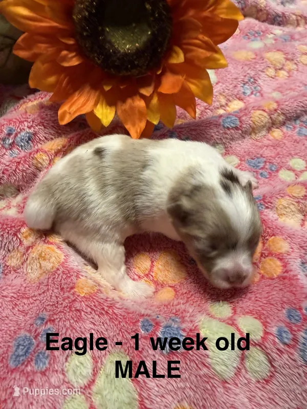 Eagle – Pomeranian puppy for sale in Liberty, MO