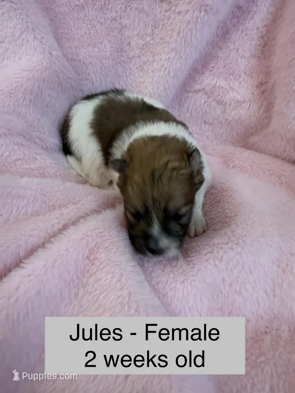 Jules – Pomeranian puppy for sale in Liberty, MO