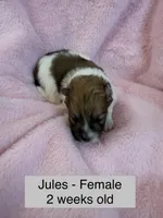Jules, a female Pomeranian for sale in Liberty, MO – Photo 1 of 3